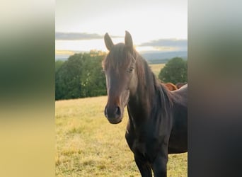 Westphalian, Gelding, 5 years, 16 hh, Smoky-Black