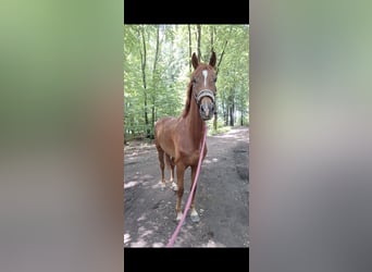 Westphalian, Gelding, 5 years, 16 hh, Sorrel