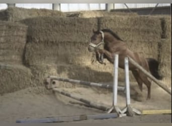 Westphalian, Gelding, 5 years, 16 hh, Sorrel