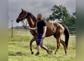 Westphalian, Gelding, 5 years, 16 hh, Sorrel