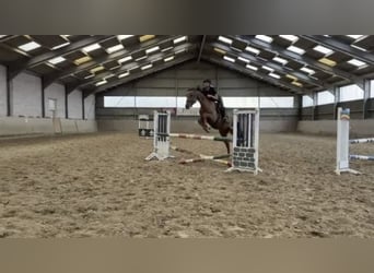 Westphalian, Gelding, 5 years, 16 hh, Sorrel