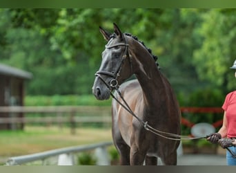 Westphalian, Gelding, 5 years, 16,1 hh, Bay-Dark