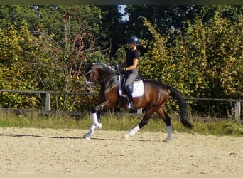 Westphalian, Gelding, 5 years, 16,1 hh, Bay-Dark