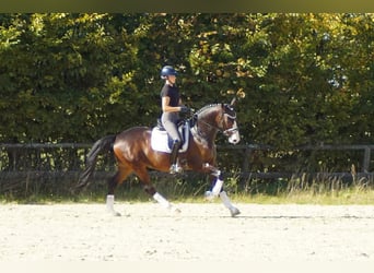 Westphalian, Gelding, 5 years, 16,1 hh, Bay-Dark