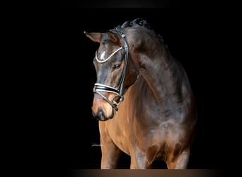 Westphalian, Gelding, 5 years, 16,1 hh, Bay-Dark