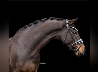 Westphalian, Gelding, 5 years, 16,1 hh, Bay-Dark