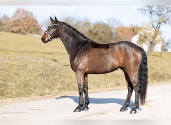 Westphalian, Gelding, 5 years, 16,1 hh, Bay-Dark