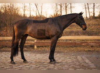 Westphalian, Gelding, 5 years, 16,1 hh, Bay-Dark
