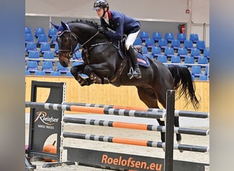 Westphalian, Gelding, 5 years, 16,1 hh, Bay-Dark