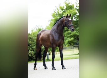 Westphalian, Gelding, 5 years, 16,1 hh, Brown