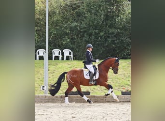 Westphalian, Gelding, 5 years, 16,1 hh, Brown