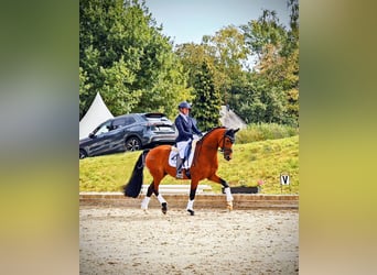 Westphalian, Gelding, 5 years, 16,1 hh, Brown