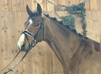 Westphalian, Gelding, 5 years, 16,1 hh, Brown