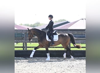 Westphalian, Gelding, 5 years, 16,1 hh, Brown