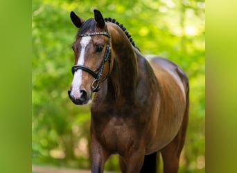 Westphalian, Gelding, 5 years, 16,1 hh, Brown