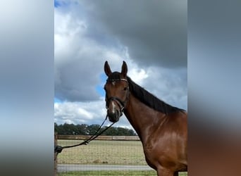 Westphalian, Gelding, 5 years, 16,1 hh, Brown