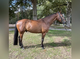 Westphalian, Gelding, 5 years, 16,1 hh, Brown
