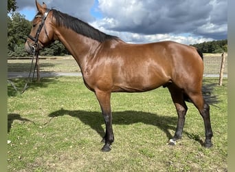 Westphalian, Gelding, 5 years, 16,1 hh, Brown