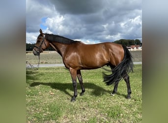 Westphalian, Gelding, 5 years, 16,1 hh, Brown