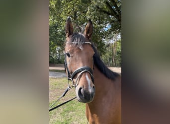 Westphalian, Gelding, 5 years, 16,1 hh, Brown