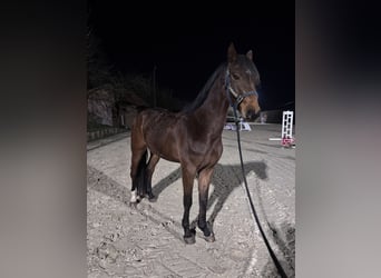 Westphalian, Gelding, 5 years, 16,1 hh, Brown