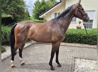 Westphalian, Gelding, 5 years, 16,1 hh, Brown