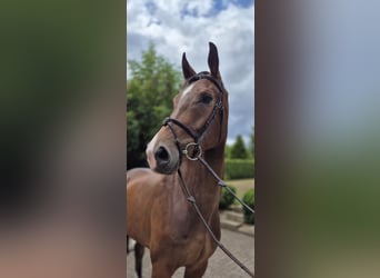 Westphalian, Gelding, 5 years, 16,1 hh, Brown