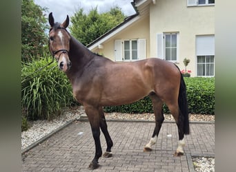 Westphalian, Gelding, 5 years, 16,1 hh, Brown