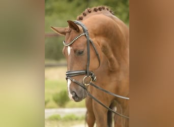 Westphalian, Gelding, 5 years, 16,1 hh, Chestnut