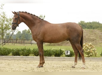 Westphalian, Gelding, 5 years, 16,1 hh, Chestnut