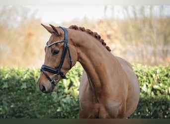Westphalian, Gelding, 5 years, 16,1 hh, Chestnut-Red