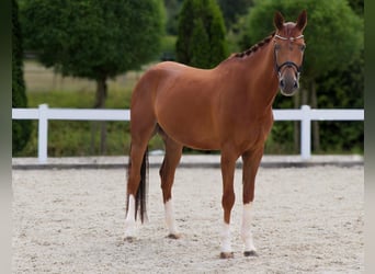 Westphalian, Gelding, 5 years, 16,1 hh, Chestnut-Red