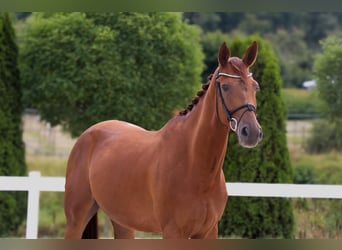 Westphalian, Gelding, 5 years, 16,1 hh, Chestnut-Red