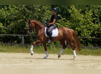 Westphalian, Gelding, 5 years, 16,1 hh, Chestnut-Red