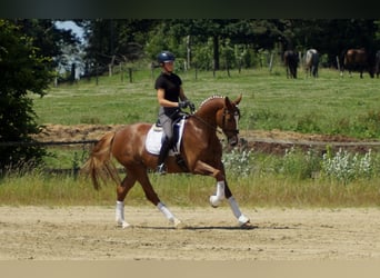 Westphalian, Gelding, 5 years, 16,1 hh, Chestnut-Red