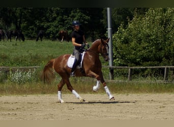 Westphalian, Gelding, 5 years, 16,1 hh, Chestnut-Red