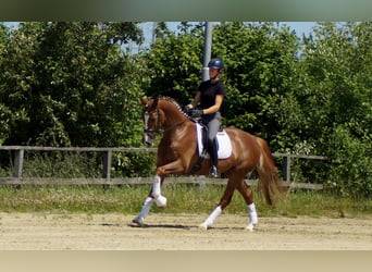 Westphalian, Gelding, 5 years, 16,1 hh, Chestnut-Red