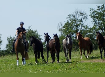 Westphalian, Gelding, 5 years, 16,1 hh, Chestnut-Red