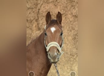 Westphalian, Gelding, 5 years, 16,1 hh, Chestnut-Red