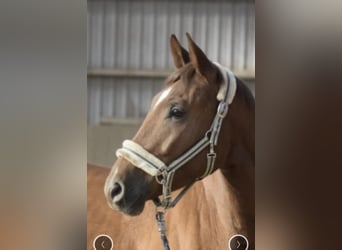 Westphalian, Gelding, 5 years, 16,1 hh, Chestnut-Red
