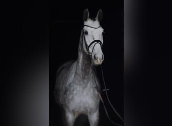 Westphalian, Gelding, 5 years, 16,1 hh, Grey-Dapple