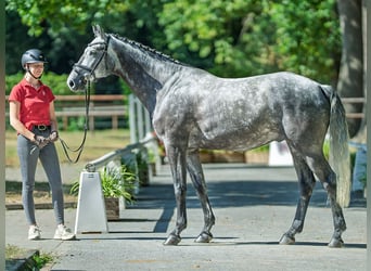 Westphalian, Gelding, 5 years, 16,1 hh, Grey