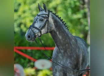 Westphalian, Gelding, 5 years, 16,1 hh, Grey