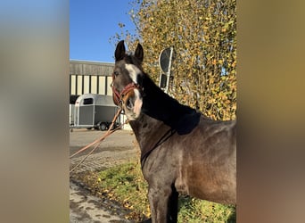 Westphalian, Gelding, 5 years, 16,2 hh, Bay-Dark