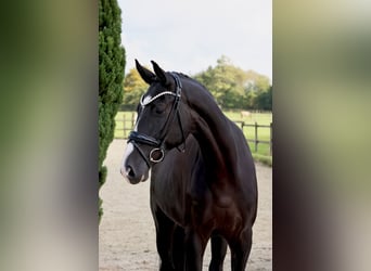 Westphalian, Gelding, 5 years, 16,2 hh, Black