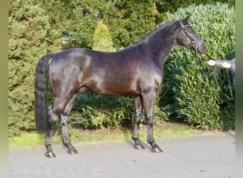 Westphalian, Gelding, 5 years, 16,2 hh, Black