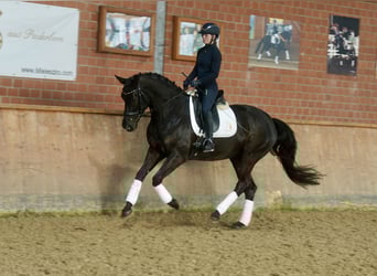 Westphalian, Gelding, 5 years, 16,2 hh, Black