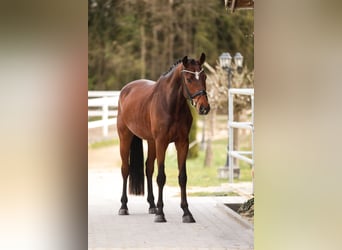 Westphalian, Gelding, 5 years, 16,2 hh, Brown