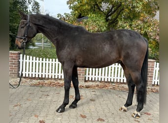 Westphalian, Gelding, 5 years, 16,2 hh, Brown