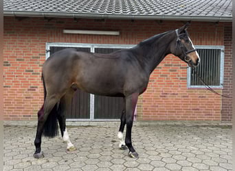 Westphalian, Gelding, 5 years, 16,2 hh, Brown